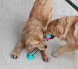 Pet Molar Bite Toy with Suction Cup Interactive Dog Rope Toys Rubber Ball Cleaning Teeth Treat