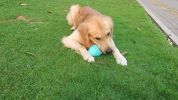 Round Jar Bottle Shape Dog Chew Toys, Teething Clean Aggressive Chewer