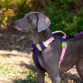 Pet chest sling Explosion-proof punch dog sling Dog leash dog rope (select: AN6-purple-M)