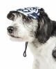 Graffiti Sculptured Uv Protectant Adjustable Fashion Dog Hat Cap