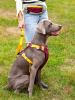 Pet chest sling Explosion-proof punch dog sling Dog leash dog rope