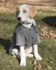 Military Static Riveted Fashion Collared Wool Pet Coat