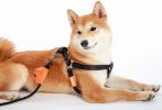 Durable Nylon Dog Harness and Leash Touch dog 'Macaron' 2-in-1