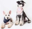 Touch dog 'Dizzy-Eyed Cyclops' Cotton Velcro Dog Bandana and Scarf