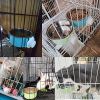 Removable Stainless Steel Hanging Crate Feeder