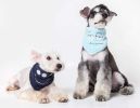 Touch dog 'Dizzy-Eyed Cyclops' Cotton Velcro Dog Bandana and Scarf