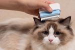 2-in-1 Underake and Stainless Steel Travel Grooming Pet Comb