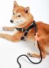 Durable Nylon Dog Harness and Leash Touch dog 'Macaron' 2-in-1