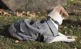 Military Static Riveted Fashion Collared Wool Pet Coat