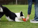 Squeaky Football Branch, Latex Rubber Dog Toy Balls