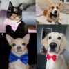 Dog Necklace Adjustable Strap, Collar Pet Bow Tie